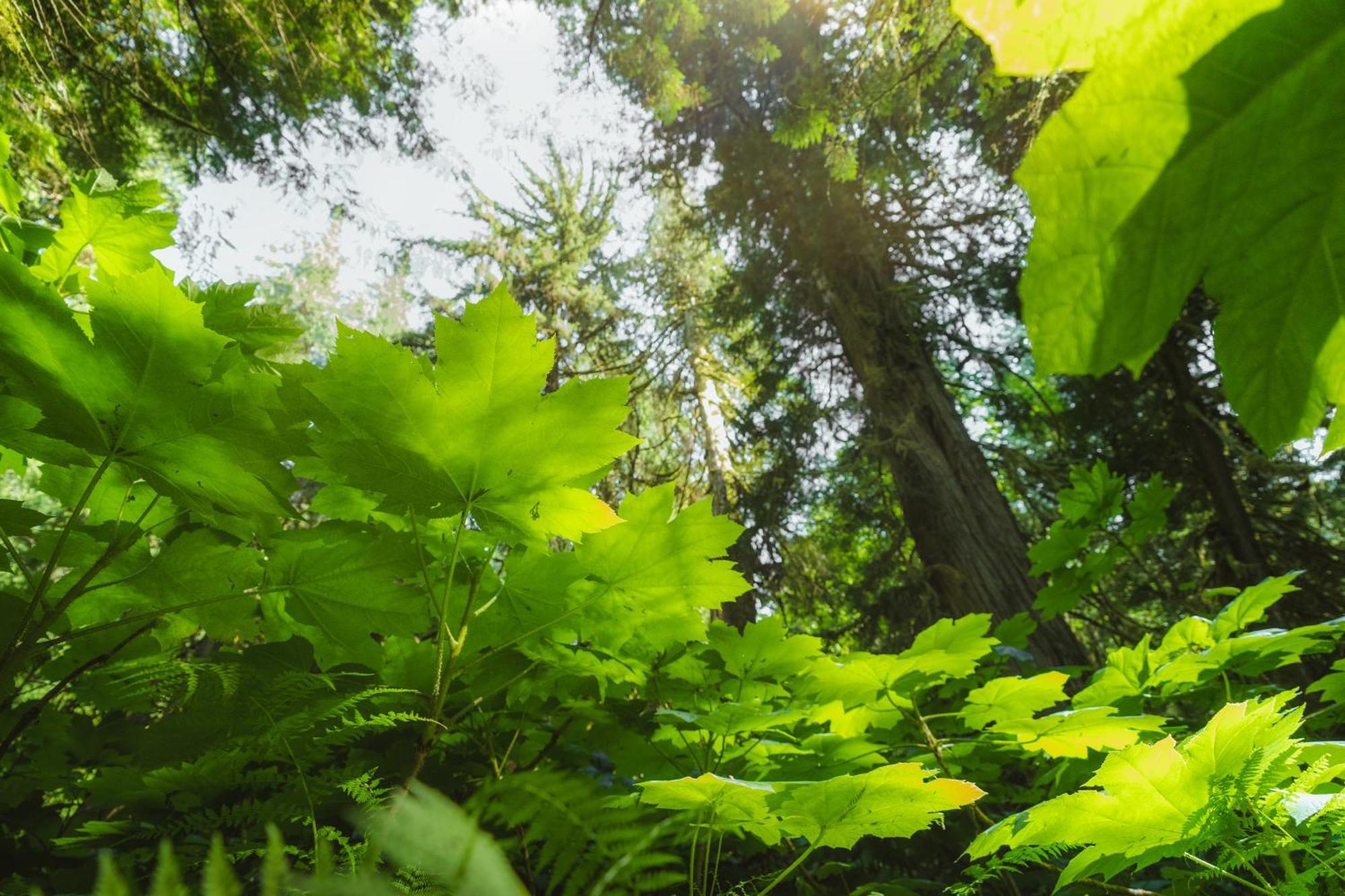 Bella Coola Grizzly Tours And Resort Hagensborg エクステリア 写真